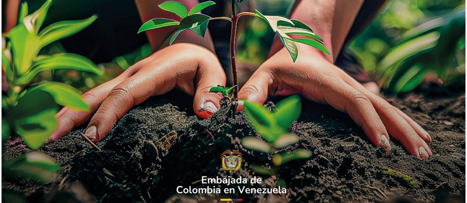 Embajada de Colombia en Venezuela invita a sembrar un árbol para conmemorar el Día Internacional de la Paz